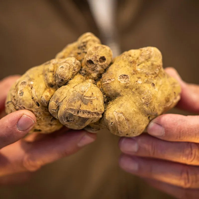 White truffle