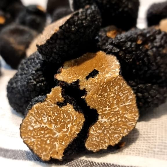 Tuber Uncinatum